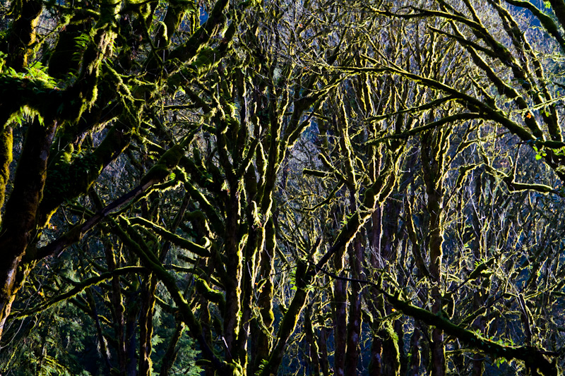 Moss Covered Trees